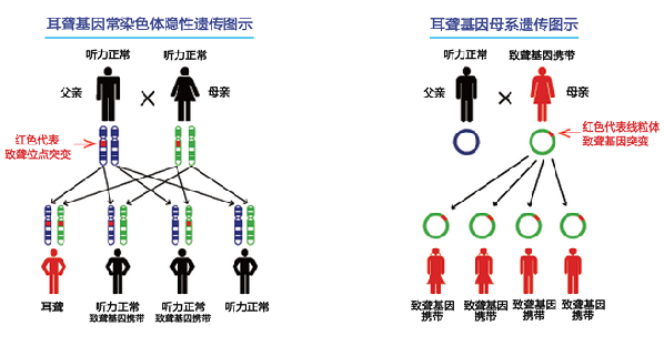 遗传疾病分为单基因遗传病和多基因遗传病.