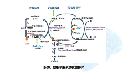 李建平mthfr基因多态性与脑卒中精准预防